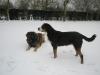 Honden in sneeuw