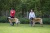 jonge honden