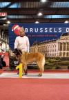 Brussel